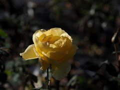 初冬のバラを探しに②