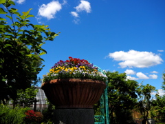 花と青い空