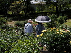 バラ公園で散歩