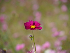 コスモス