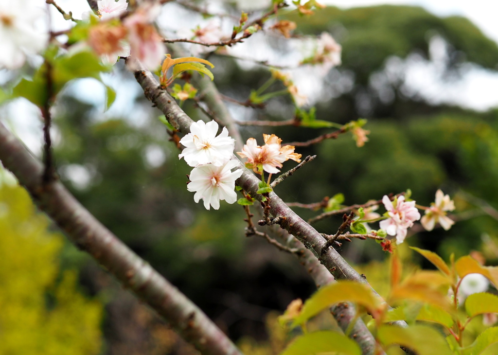 十月桜