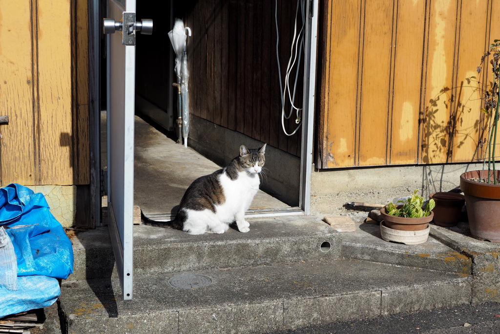 食堂の猫。