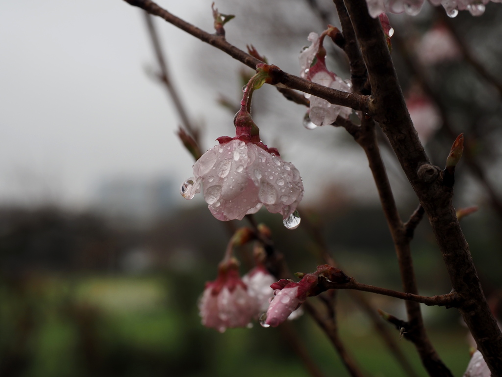 雨の日もまた楽しい。