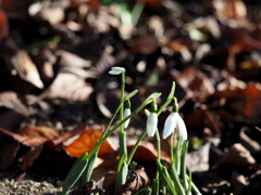 スノードロップ