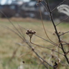 お散歩写真