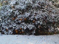 柑橘類も雪の下。