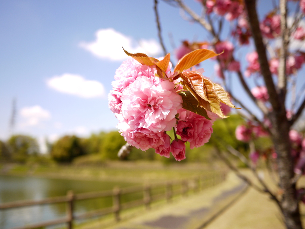 お散歩写真館４