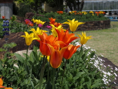 咲いた咲いたチューリップの花が