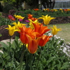咲いた咲いたチューリップの花が