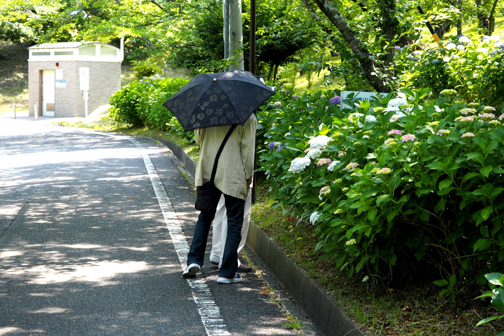 紫陽花を見ながら。