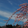 お散歩写真館②