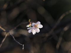 十月桜