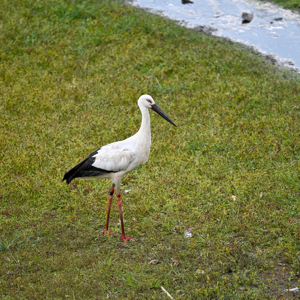 コウノトリが来た！