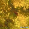 紅葉始め