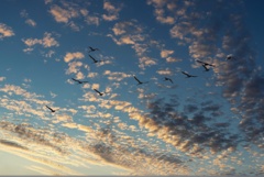 夕日に消える白鳥達