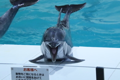 おたる水族館