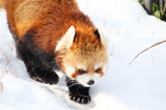 円山動物園にて