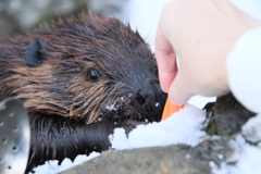 ノースサファリサッポロにて