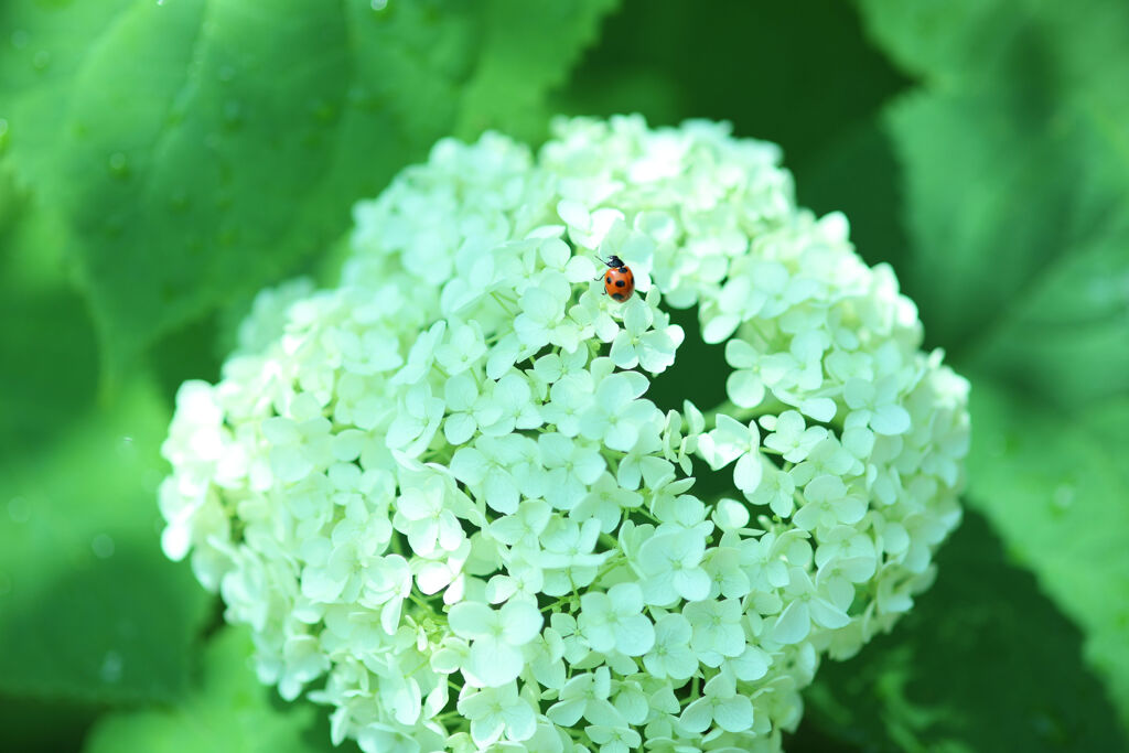 てんとう虫