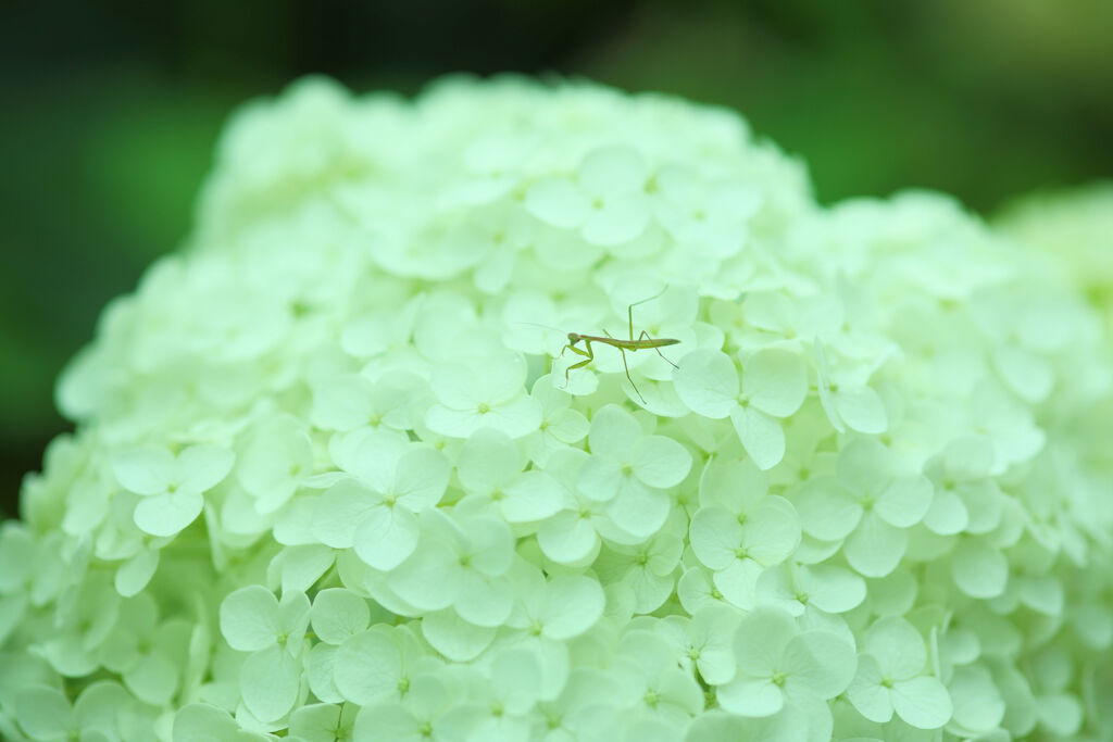カマキリ