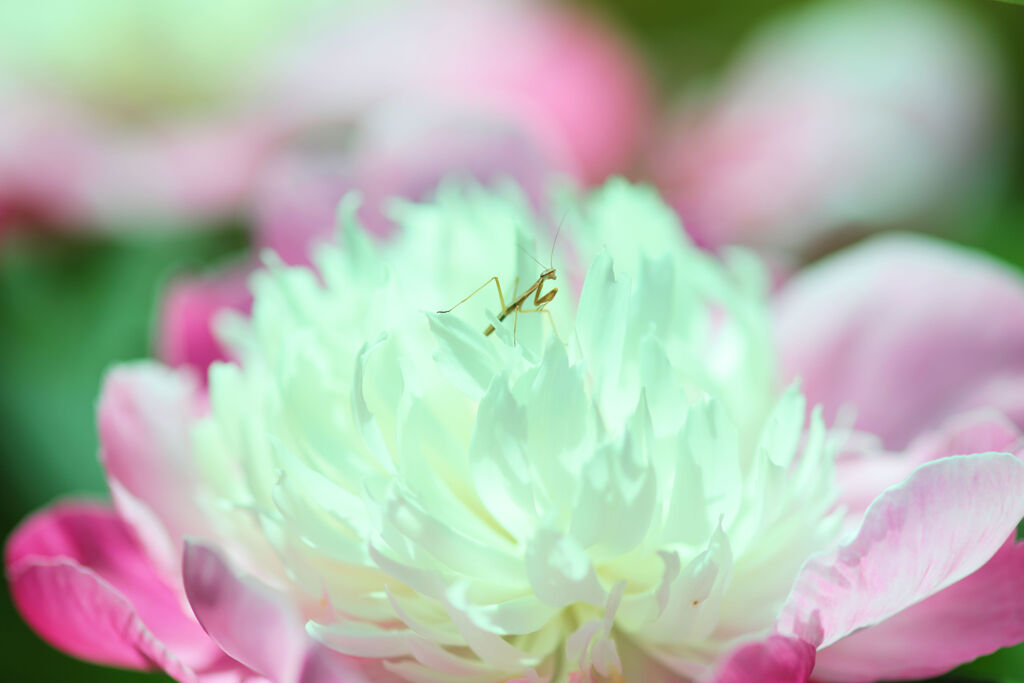 カマキリ