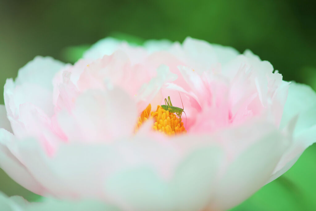 虫