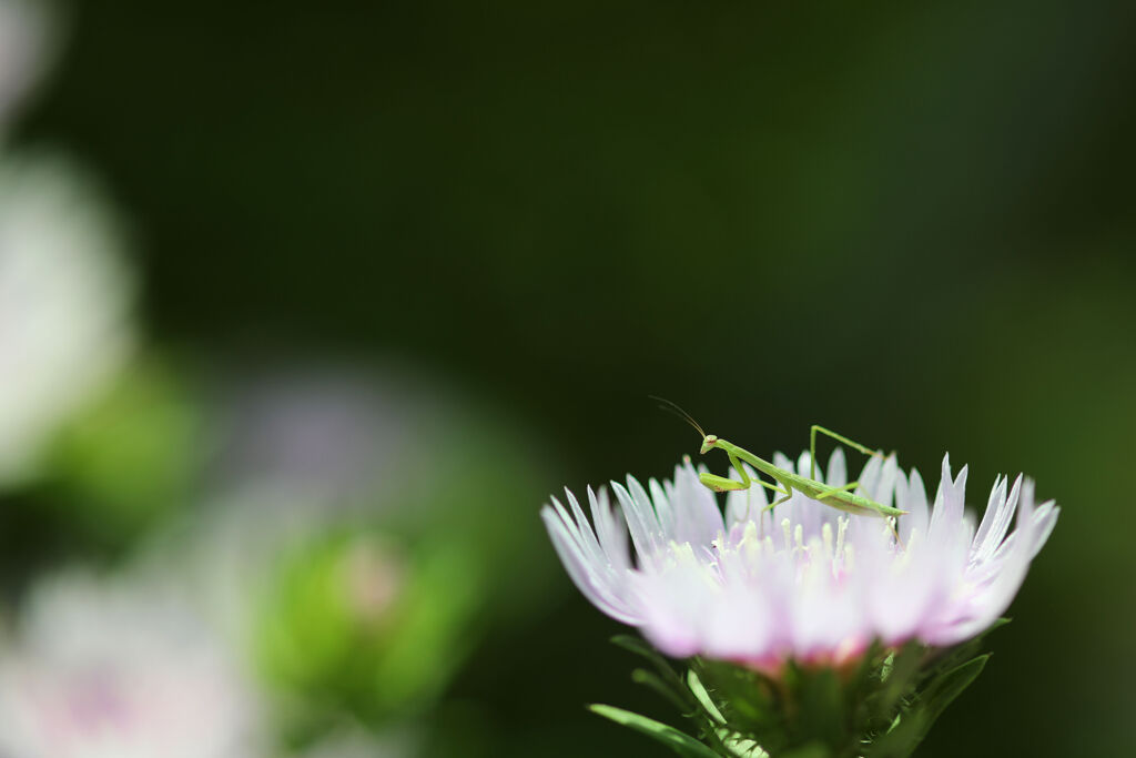 カマキリ
