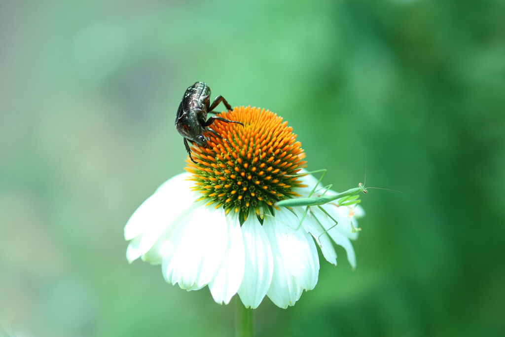 カマキリ