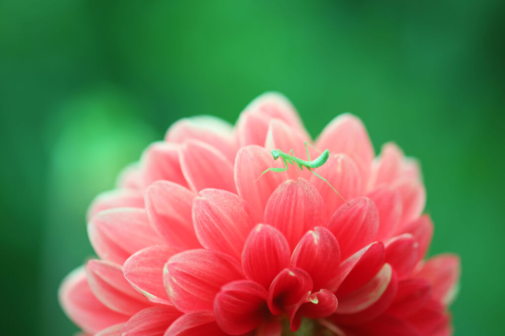 カマキリ