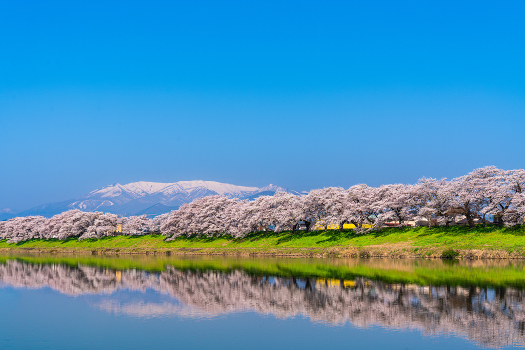 一目千本桜