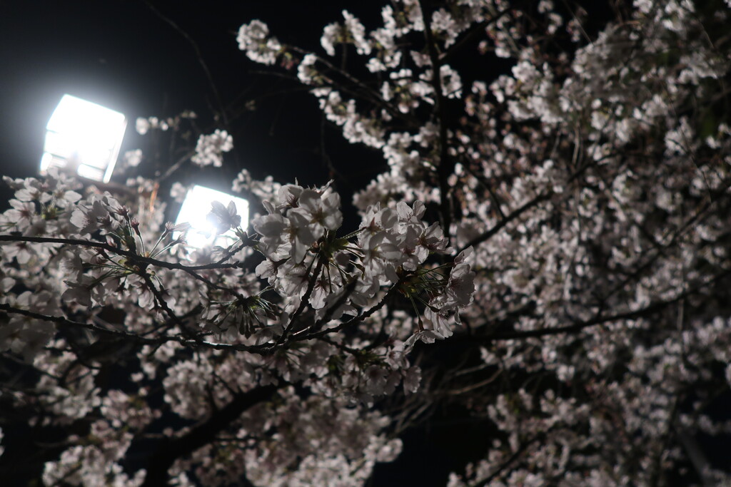 夜桜