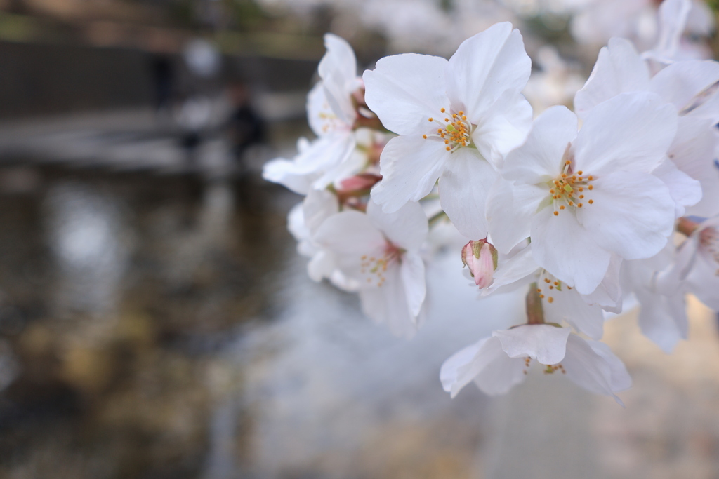 桜と小川