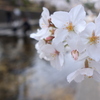 桜と小川