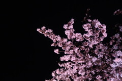 夜桜２