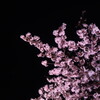 夜桜２