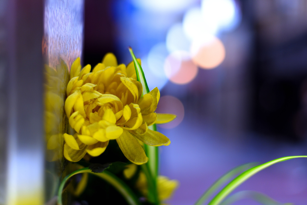 商店街の花