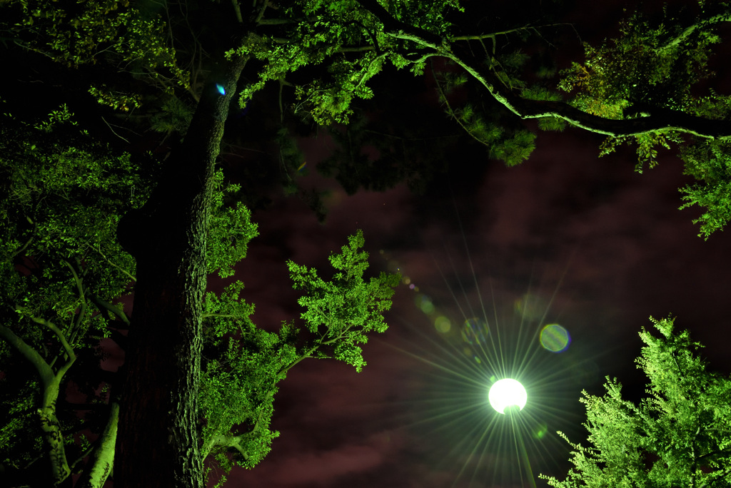 夜の木