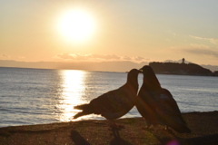 七里ヶ浜の夕日と鳩