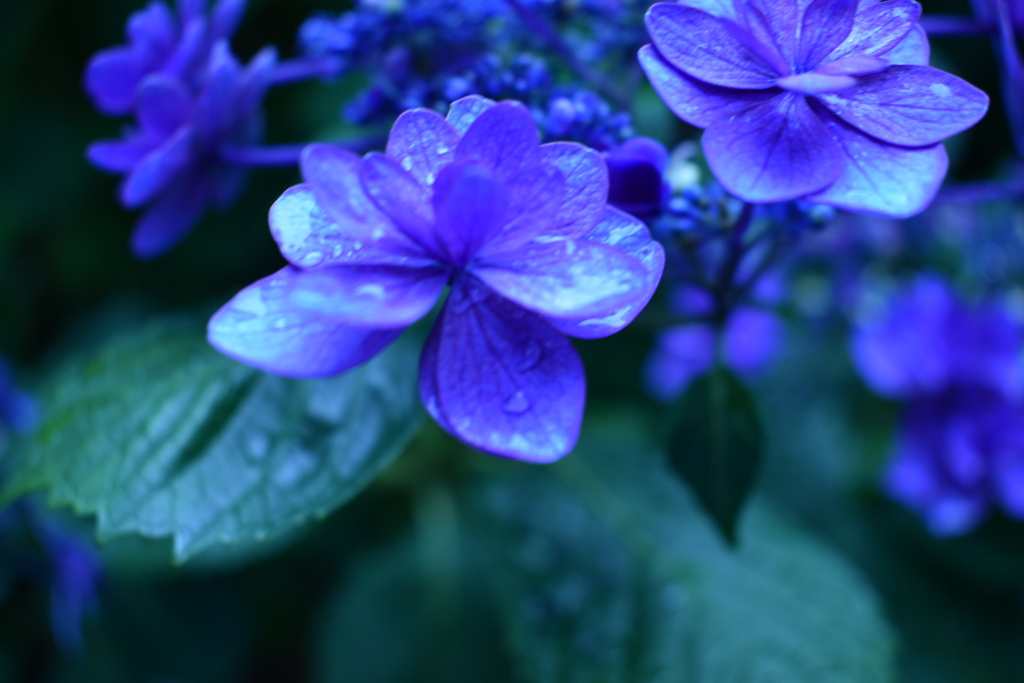 雨上がりの昔紫陽花