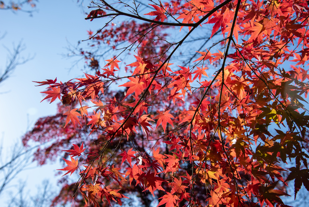 紅葉