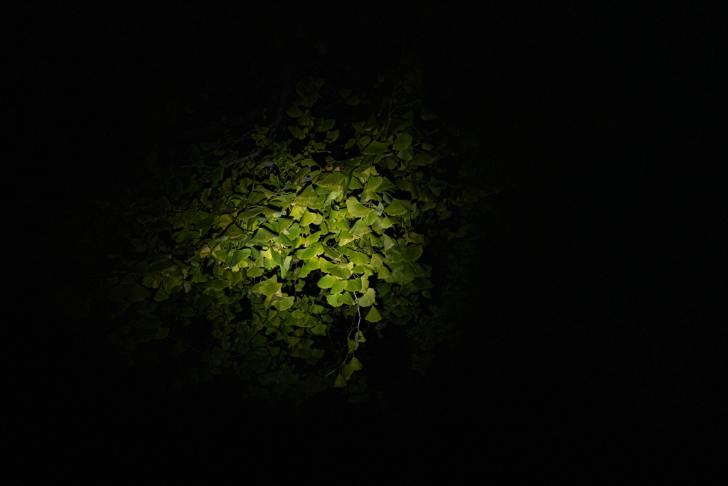 夜の銀杏