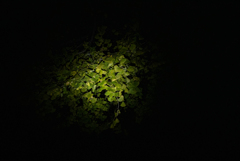 夜の銀杏