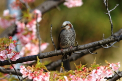 お花見ヒヨちゃん
