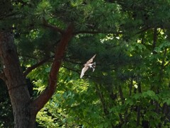 ムクドリの飛翔Ⅲ