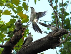 幼鳥オナガ達　バイバイ、　代わってやるよ！短気な奴だな～