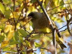 カワラヒワさん美味しい(≧ڡ≦*)？　　昭和記念公園　四人のオフ会