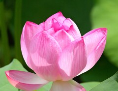 まだまだ見ごろな蓮の花