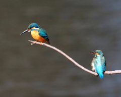 二羽のカワセミ　♂と♀