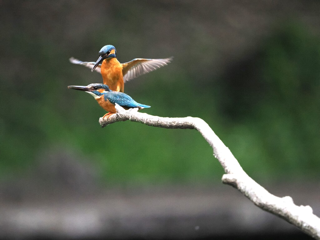おっ！もしかしてチャンス到来か！！