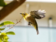またね。